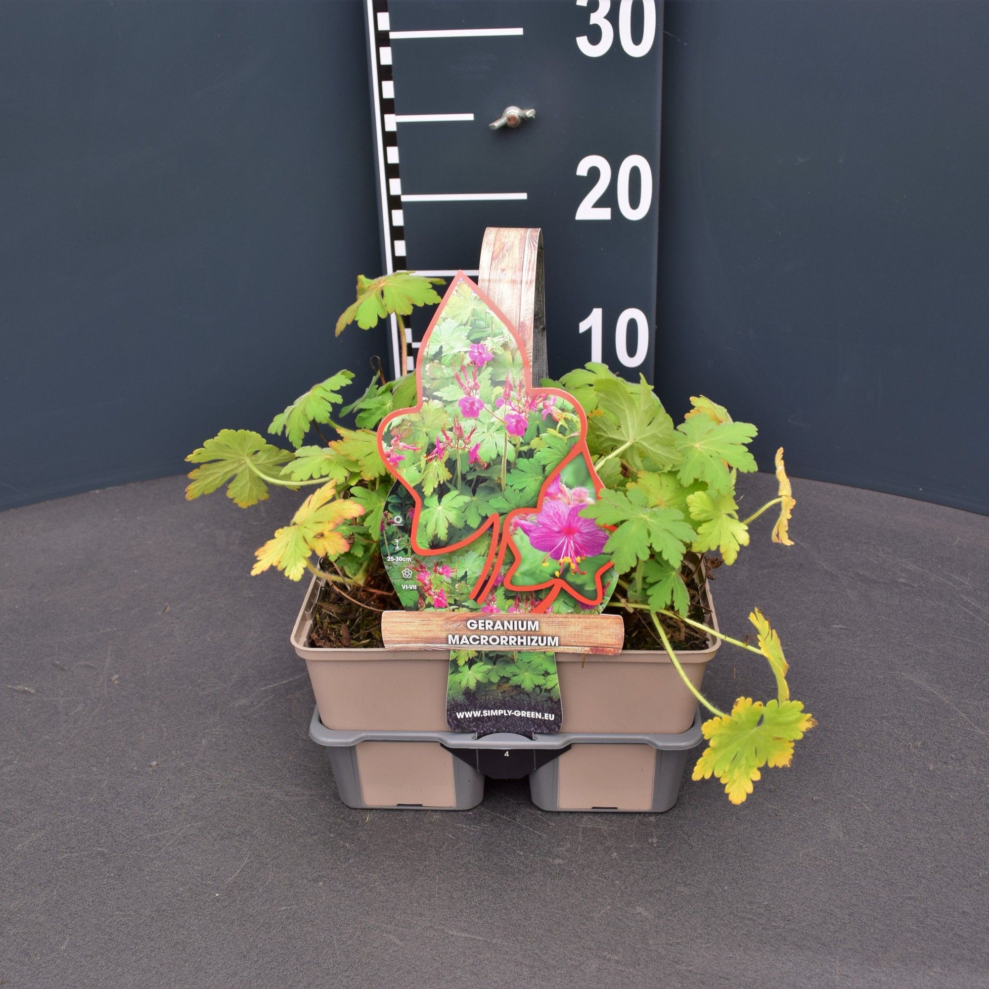 Geranium macrorrhizum (4-Pack), D 9 cm