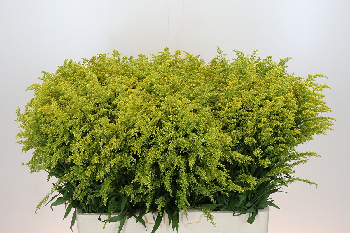 Солидаго Барехт 60, шт.