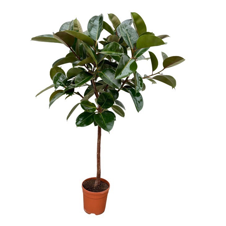 Ficus Elastica Robusta op stam - 140cm, D 21 cm