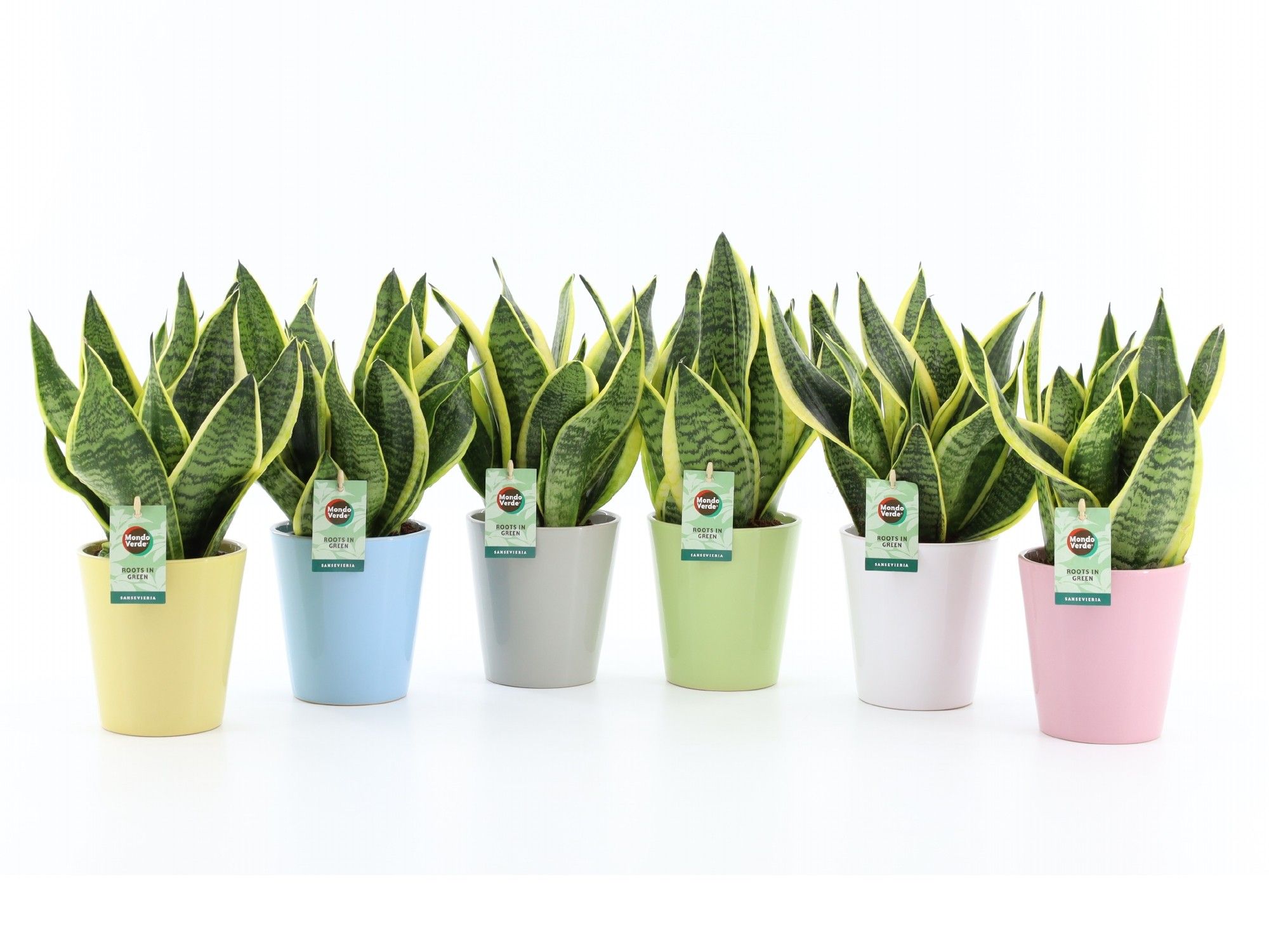 Sansevieria 'Futura Superba' in Pastel keramiek, D 13 cm Sansevieria 'Futura Superba' in Pastel keramiek, D 13 cm