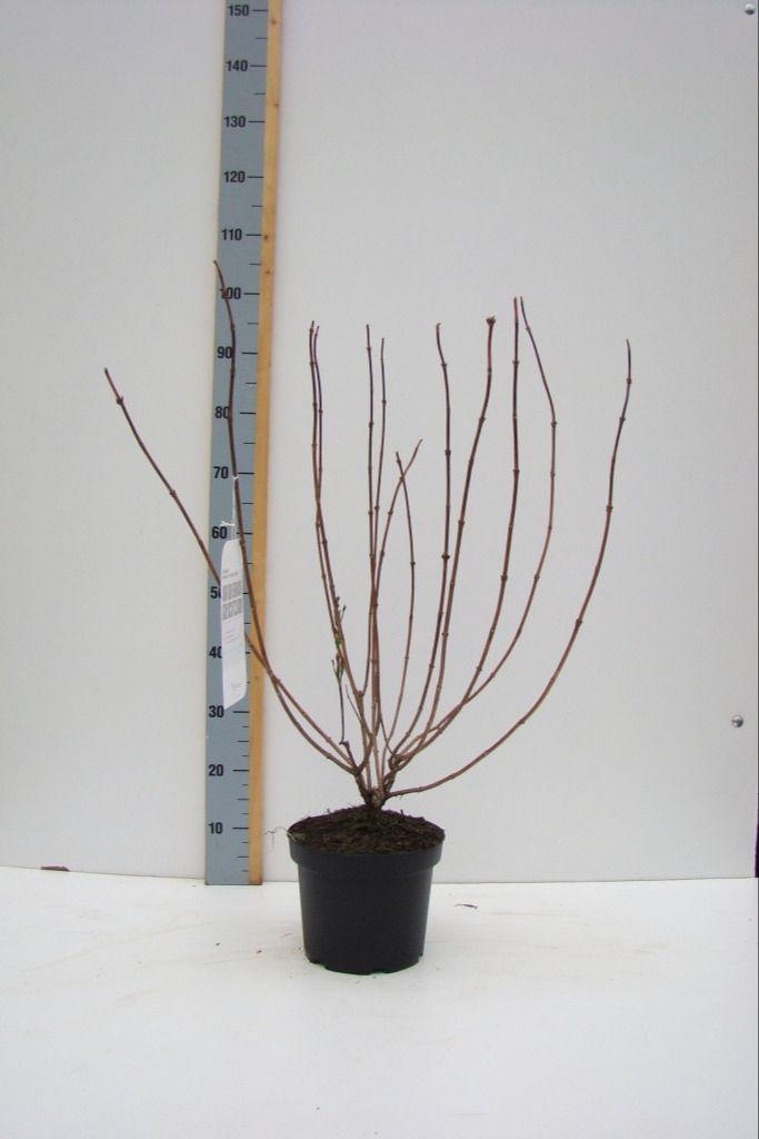 Weigela 'Red Prince' C 4,6, D 23