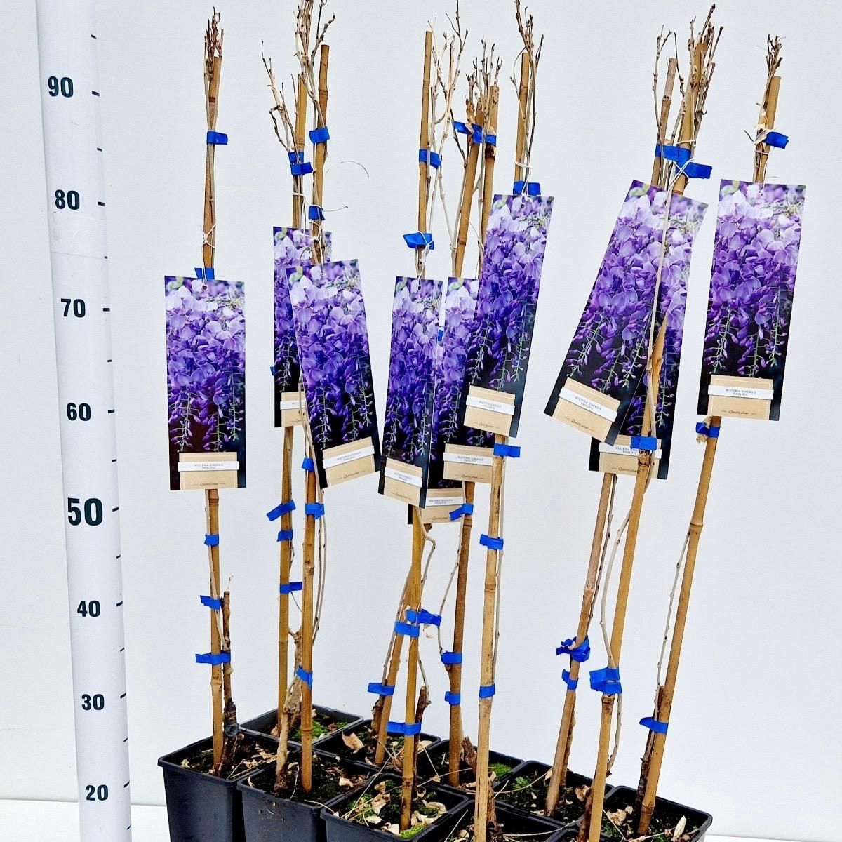 Wisteria sinensis 'Prolific', D 14