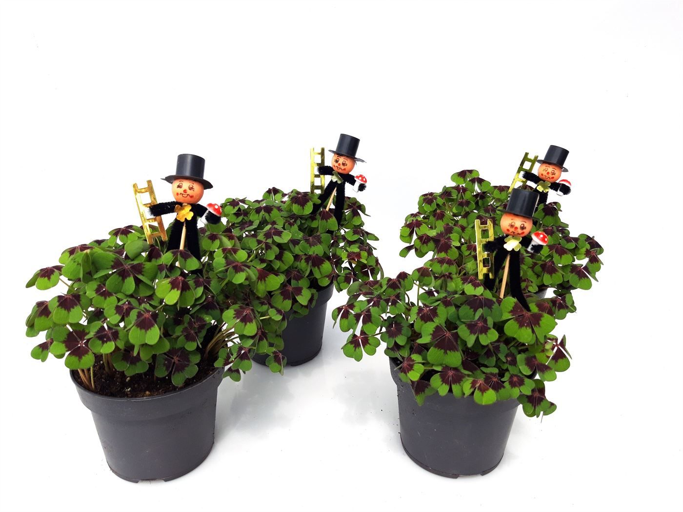 Oxalis deppei Schoorsteenveger, D 13