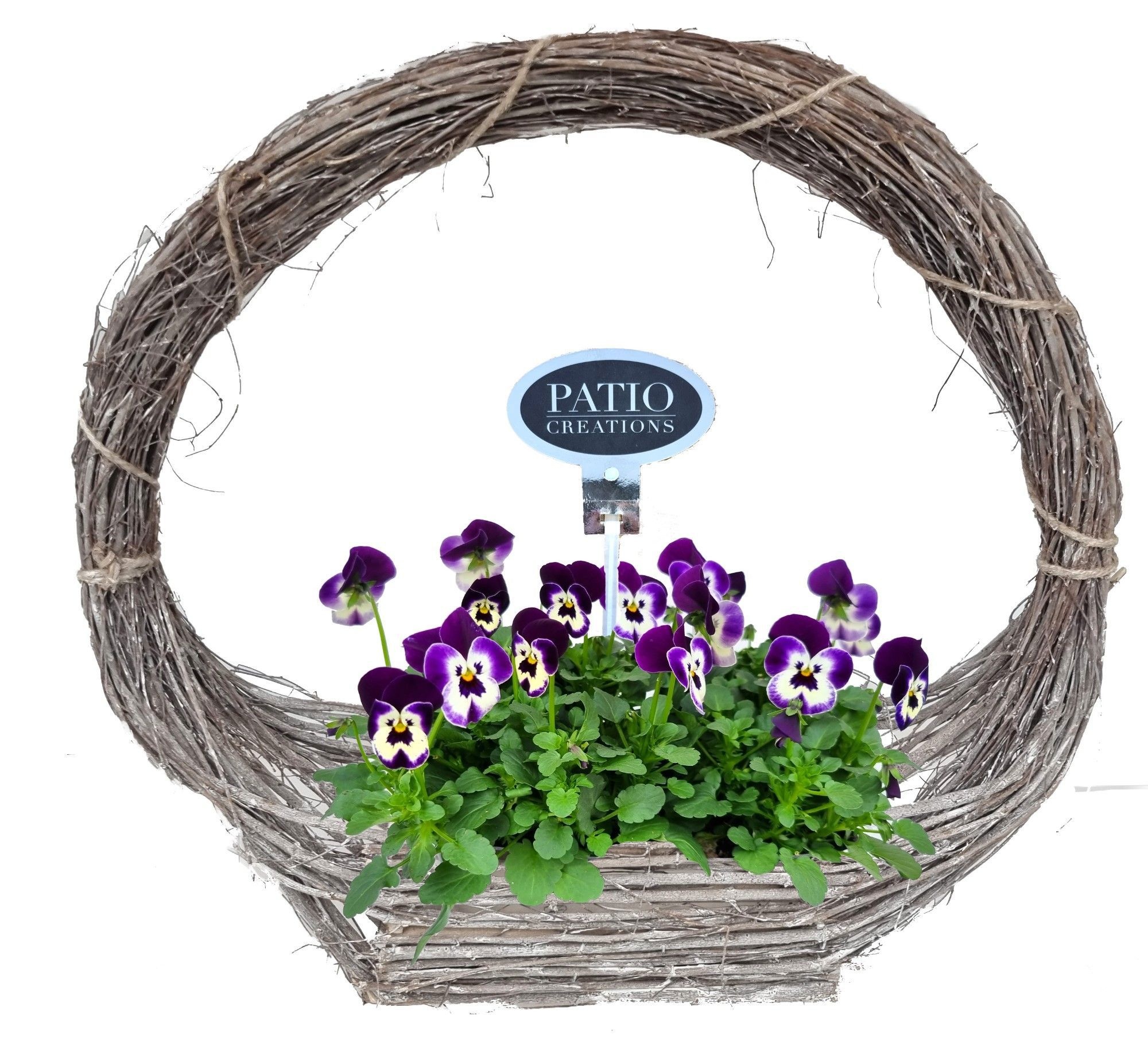 VB800-9001 Viola/Bellis hengselmand Annabel, D 50