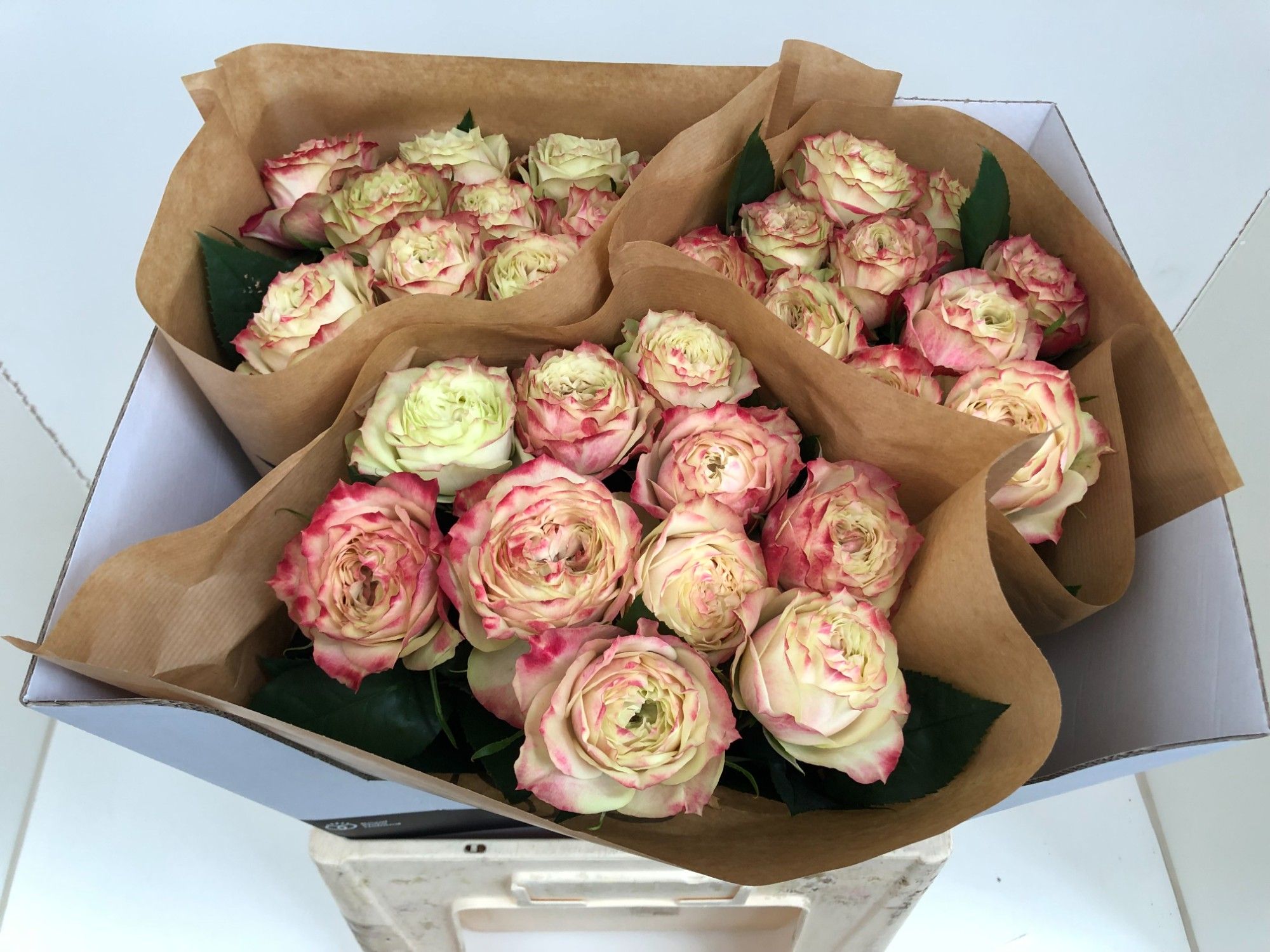 Роза од. Эппл Джэк 60, шт.