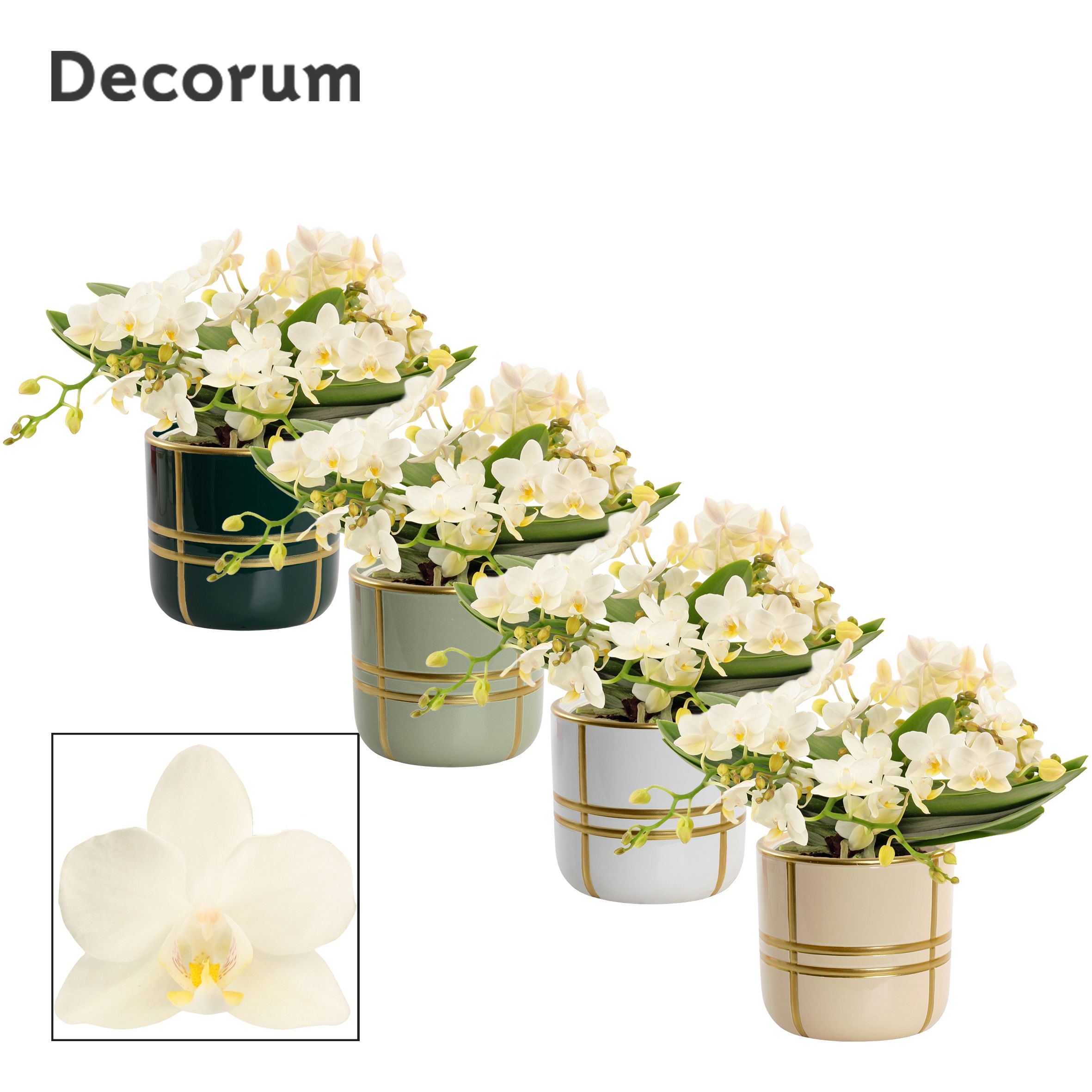 Phalaenopsis Table Whitney 4+ tak in Lauri (Top blend-collection, D 12 cm