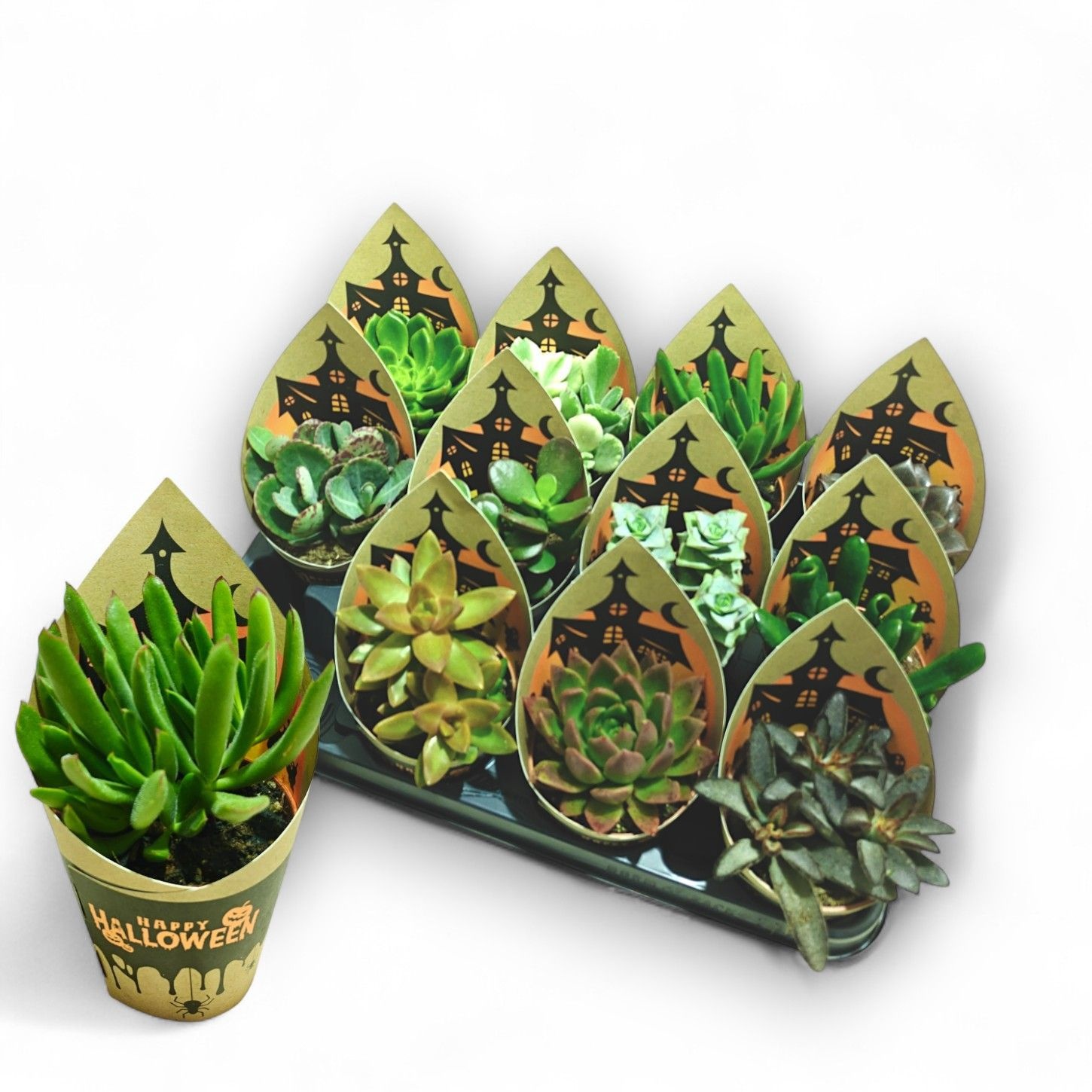 Cartoonz® - Halloween Succulents (Prime), D 8,5 cm