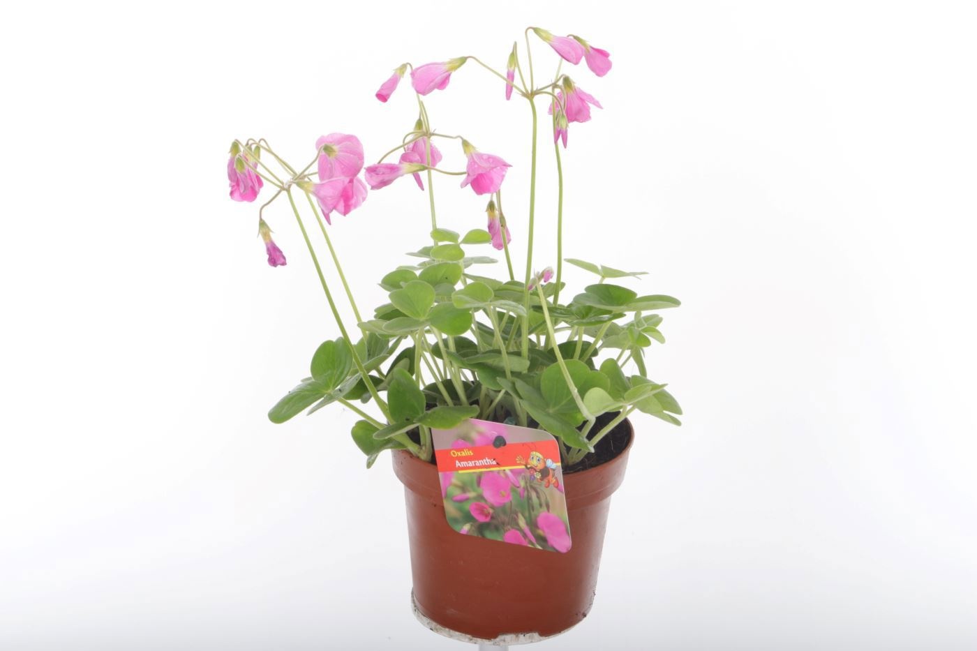 Oxalis Amarantha, D 13 cm