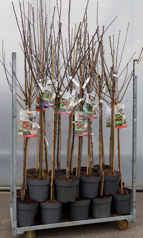 Mix CC Halfstammen 22 x halfstammen, D 27