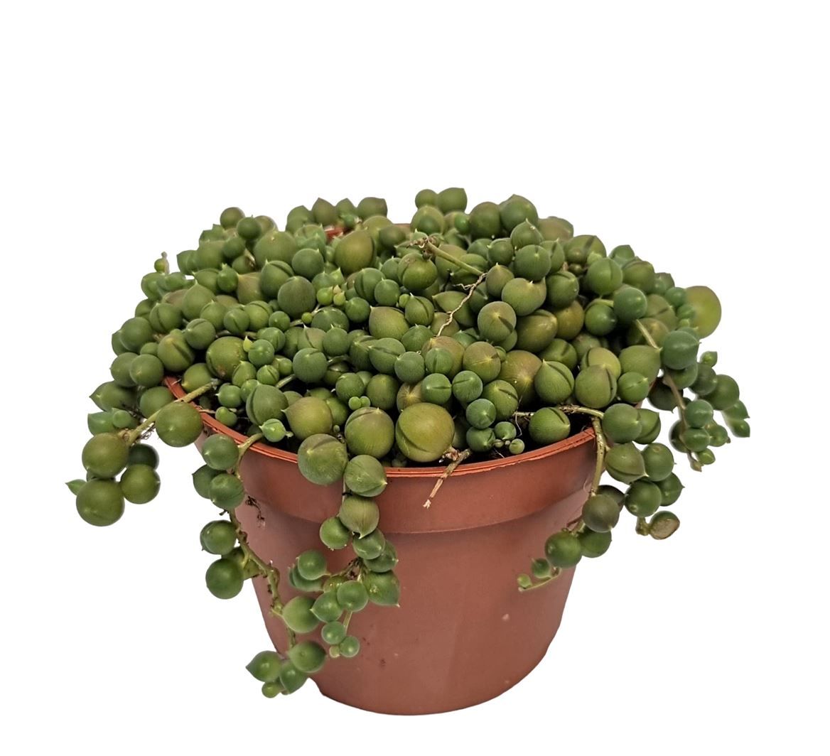 Senecio Rowleyanus, D 11 cm Senecio Rowleyanus, D 11 cm