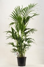 FM : P27 Kentia palm Howea forsteriana, D 27