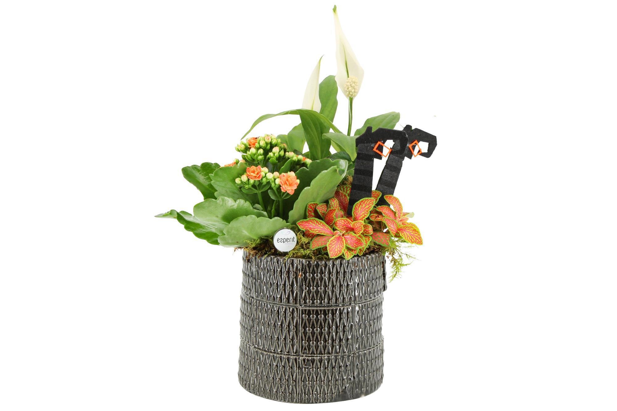 82770: Halloween arrangement, D 13