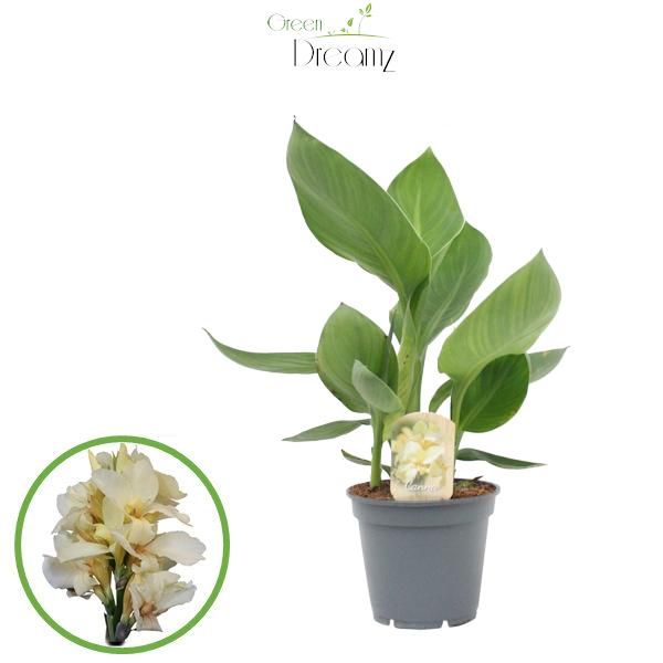 Canna Alaska Zonder Bloem, D 17