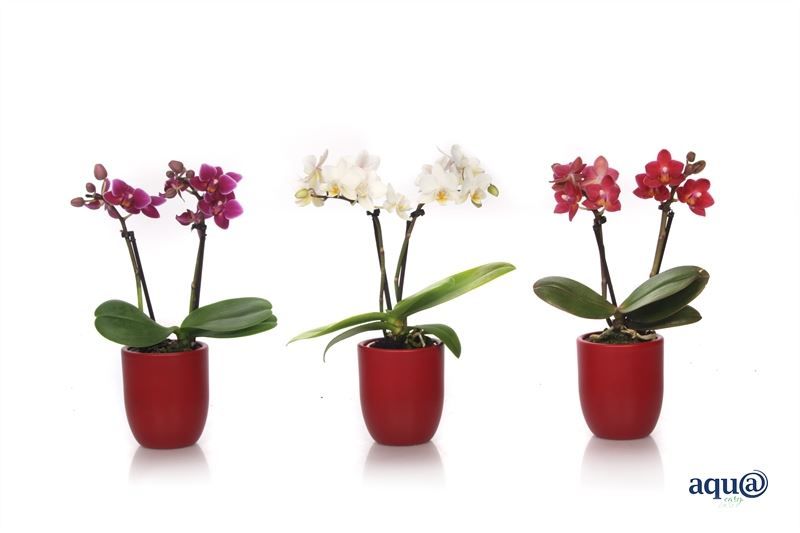 Hugo p06 red wine Phal Tiny Dolls mix 2T10+ Aqu@, D 6