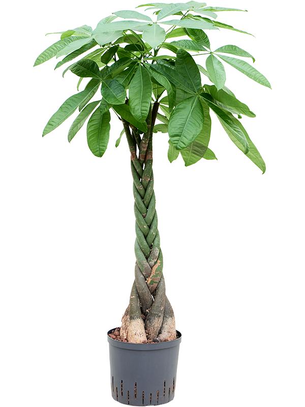 Pachira aquatica, D 22 cm