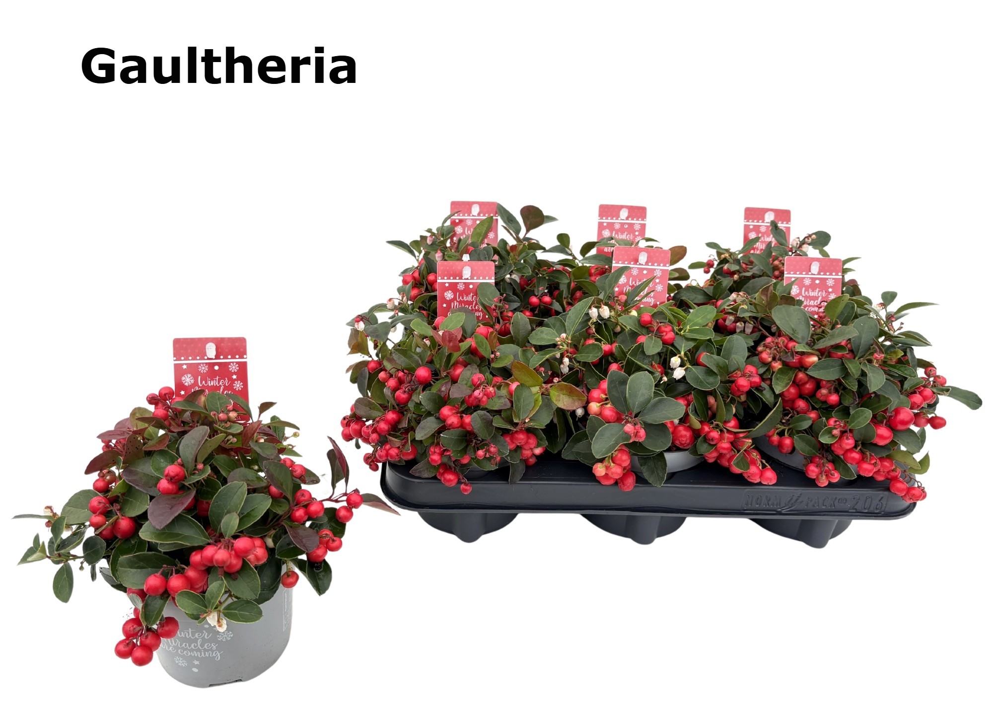 Gaultheria Big Berry 12 cm, met etiket, D 12