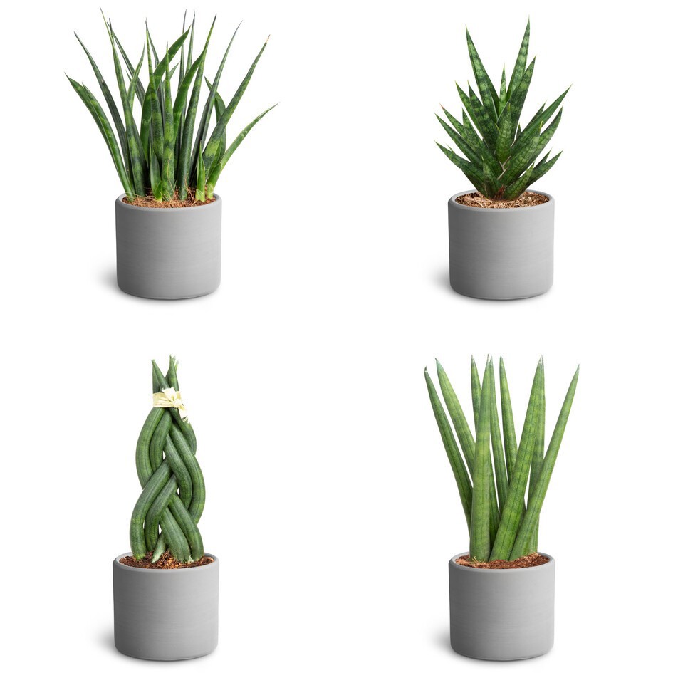 Sansevieria Mix 40680554 Raw G, D 7 cm