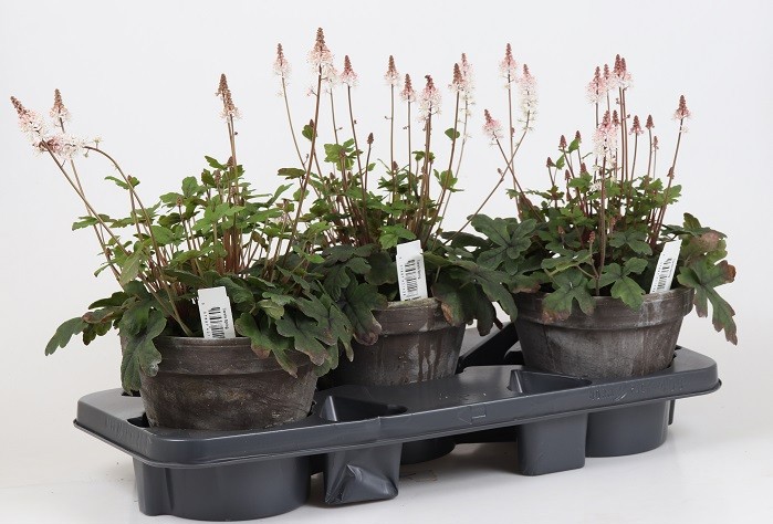 TIARELLA-HYBRID 'SPRING SYMPHONY', D 18