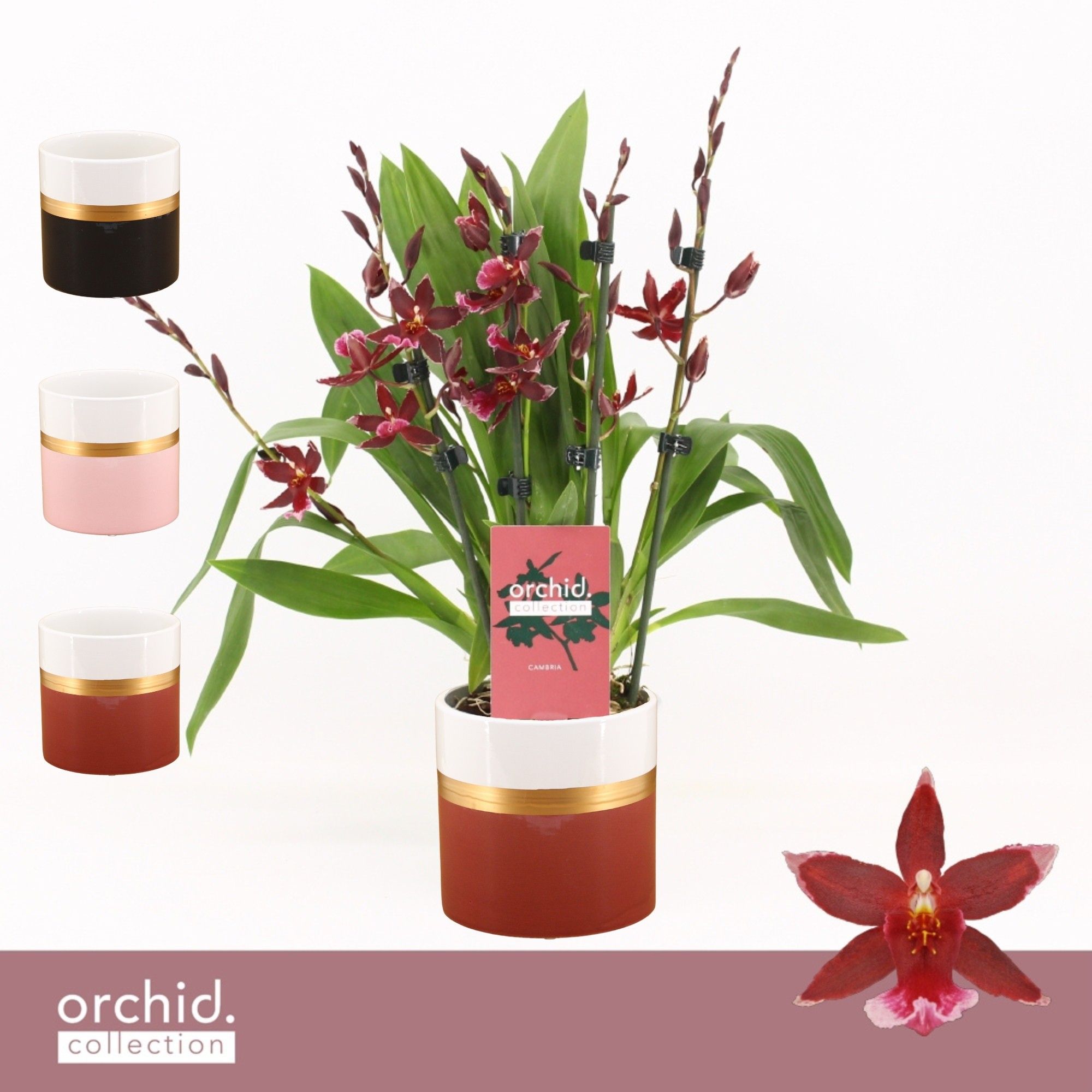 Barrocco Red, 5/6-spike Compact in Dolomite Horizon 'Orchid Collection', D 12