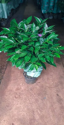 Драцена Пис Три 21 100