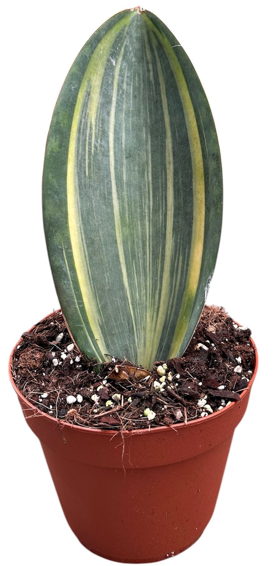 Sansevieria Masoniana Aurea, D 14