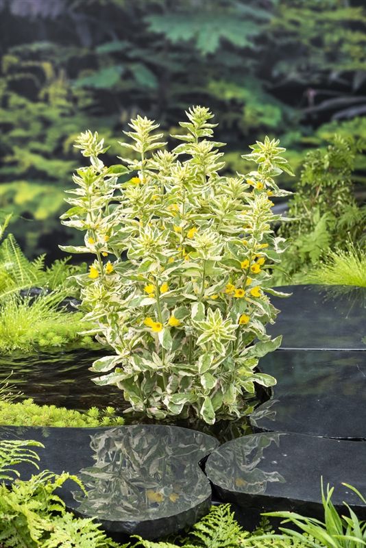 Lysimachia variegata (18x18), D 18