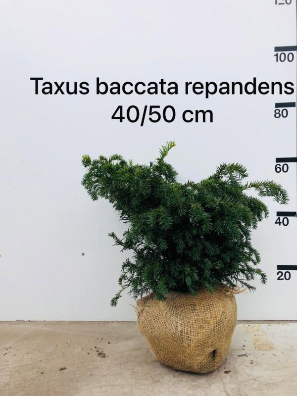 Taxus b. 'Repandens', struik, D 37
