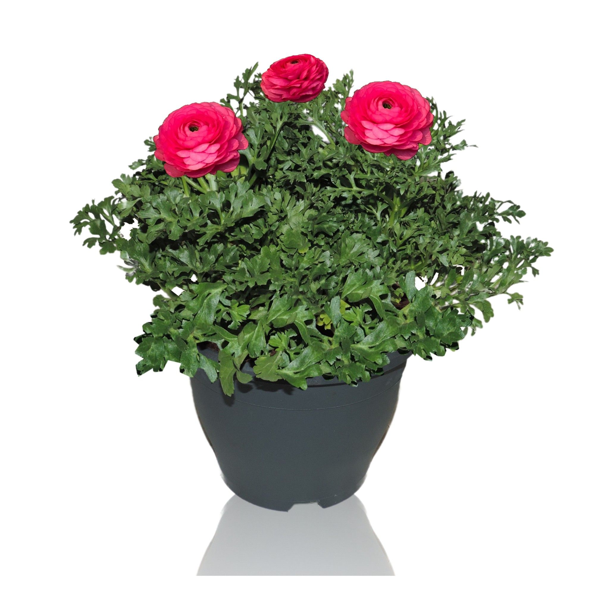 Ranunculus Sprinkles Patiopot 19 cm Roze, D 19