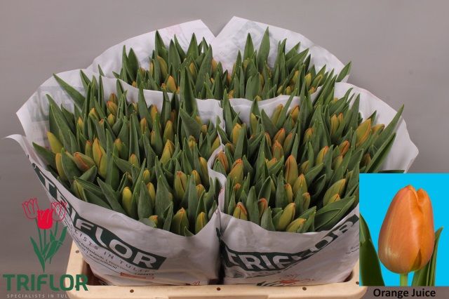 Тюльпан од. Оранж Джус (оранж.), шт.