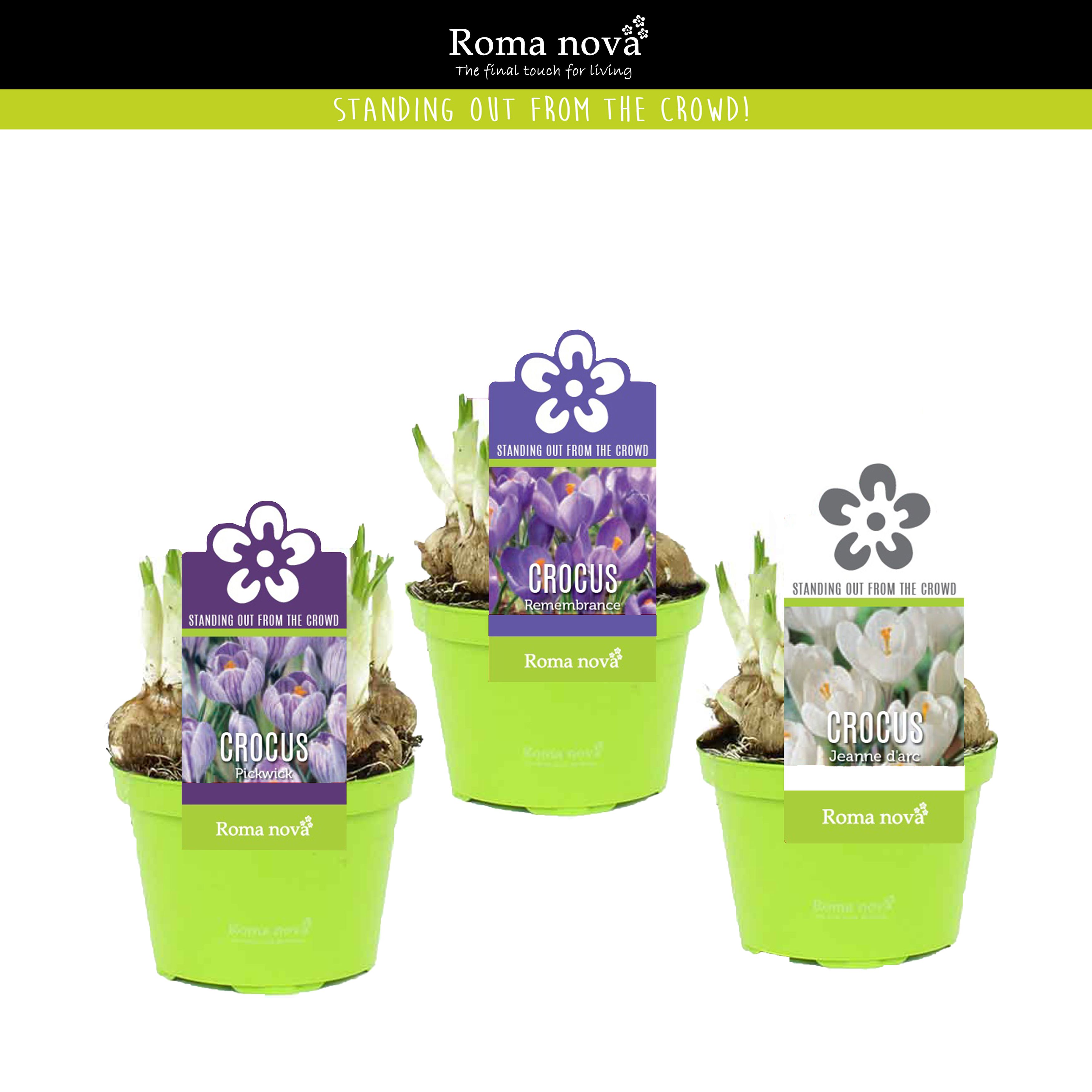 Crocus gemengd 9cm, D 9