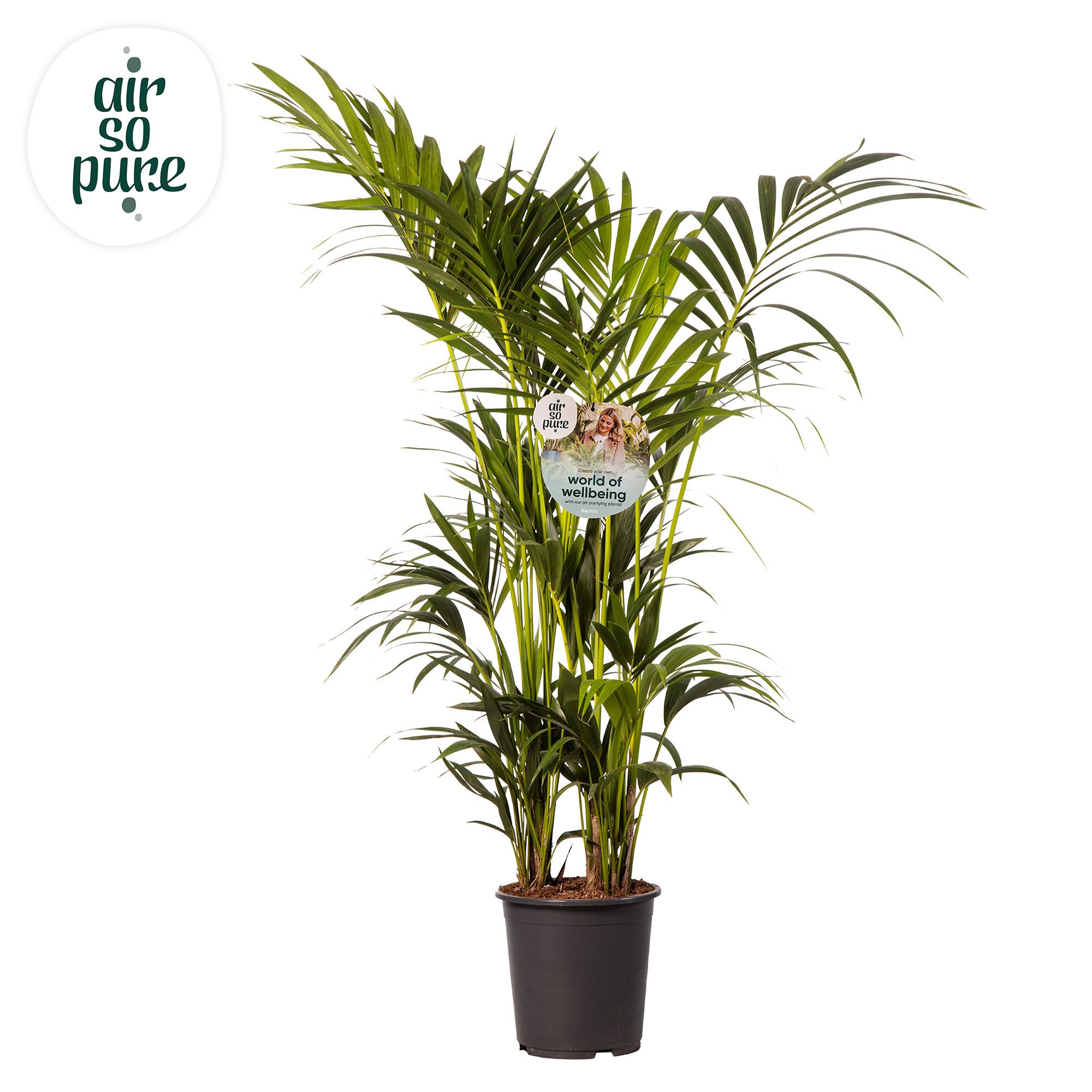KENTIA - P27 H150 - 12PP - Air So Pure (Howea forsteriana), D 27