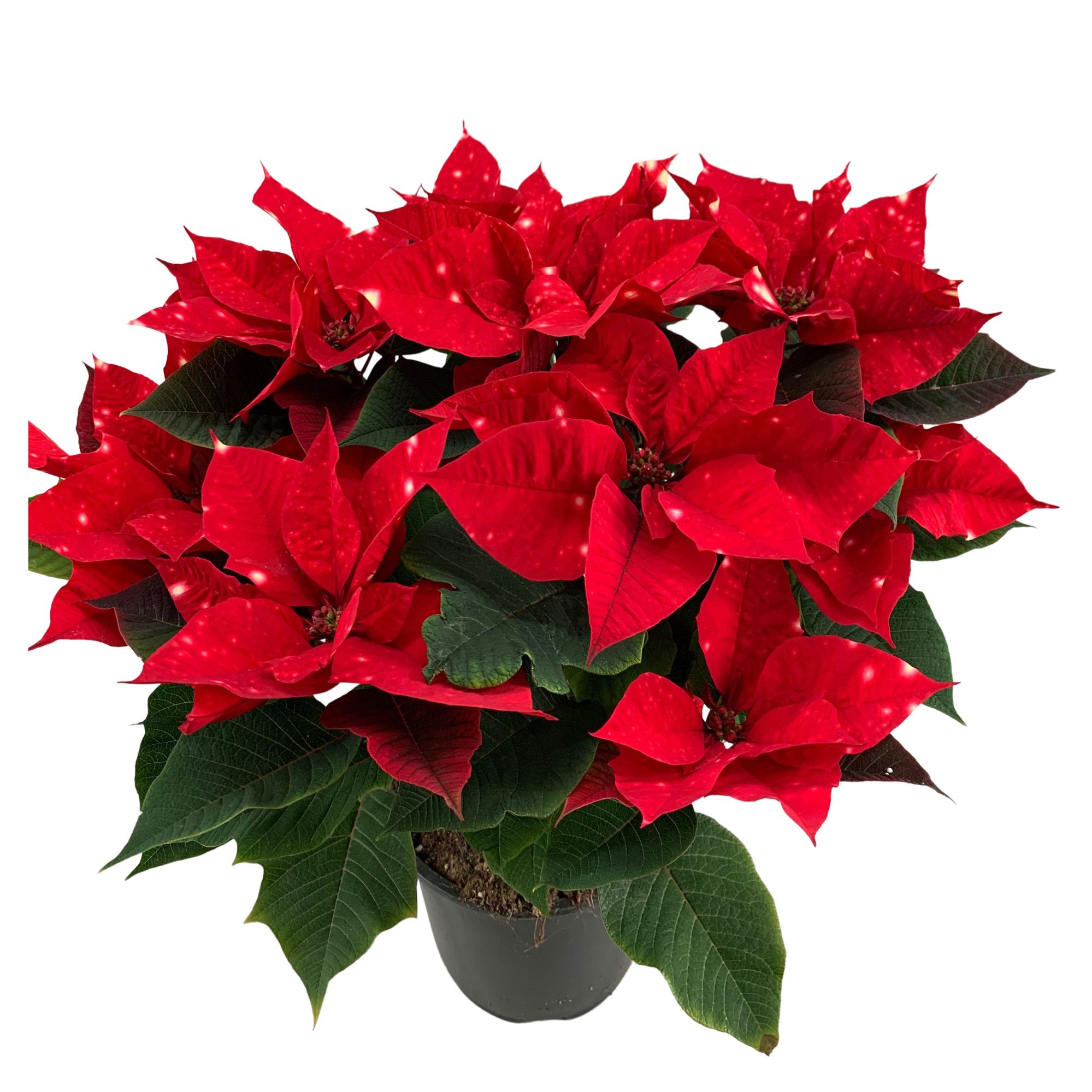 Poinsettia Christmas Feelings Fantasy Star 12+schermen, D 19