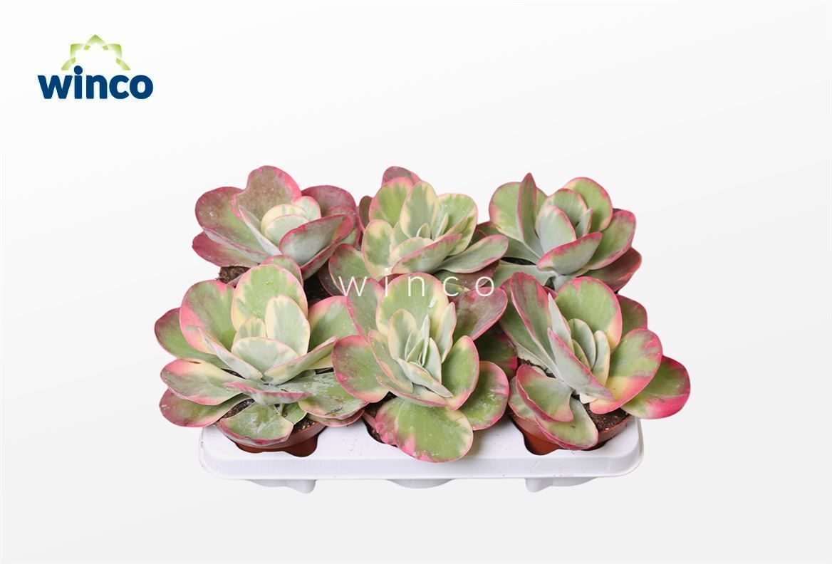 Kalanchoe Thyrsiflora Variegata, D 13 cm