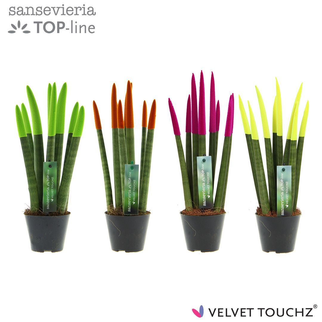 Sansevieria VELVET TOUCHZ® Mix Neon, D 8,5