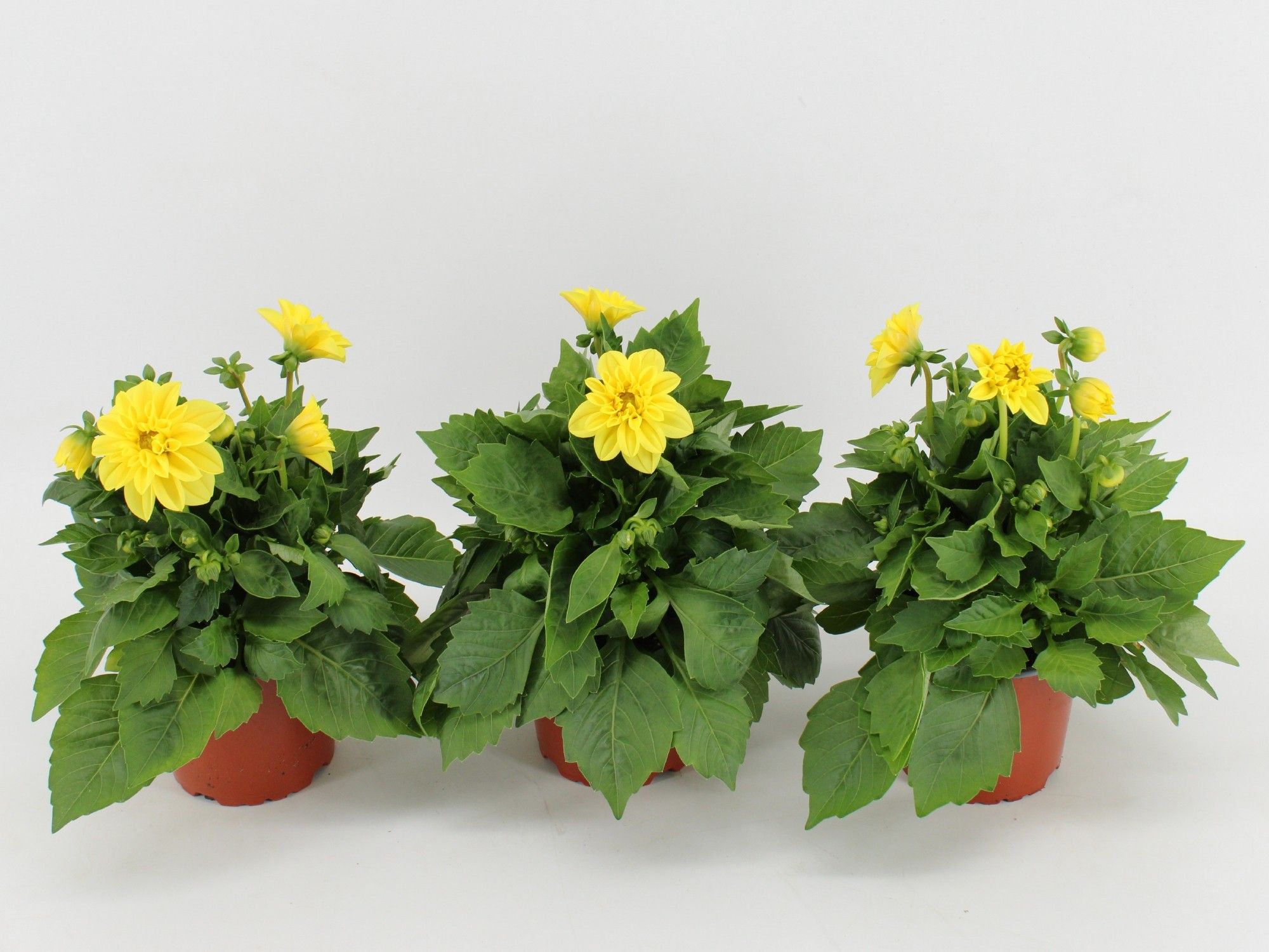 Dahlia Dahlietta Margaret, D 12