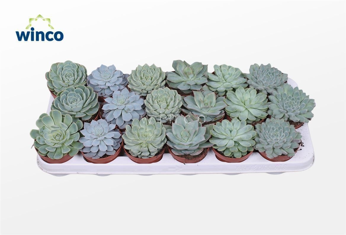 Echeveria Aqua Mix (6 Spc.), D 8,5