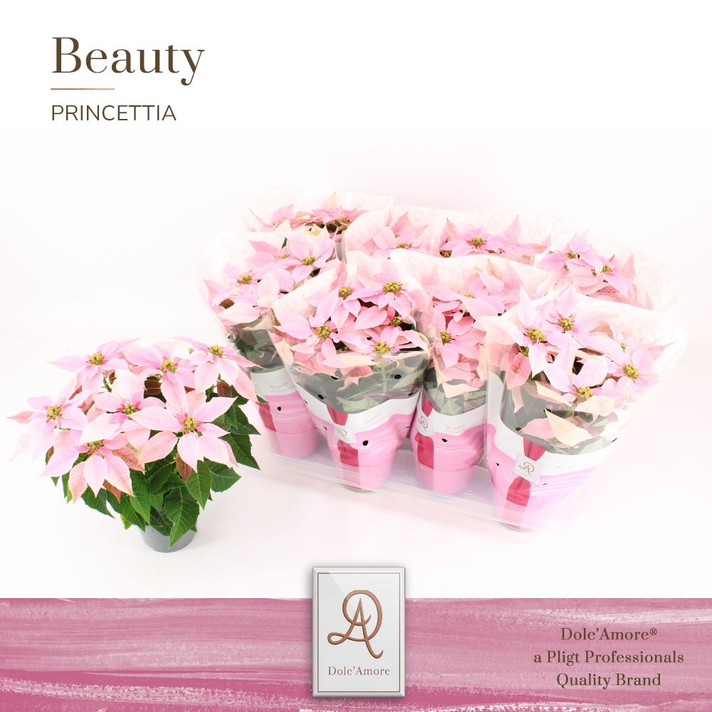 Princettia Pink P12 Dolc'Amore®, D 12 cm