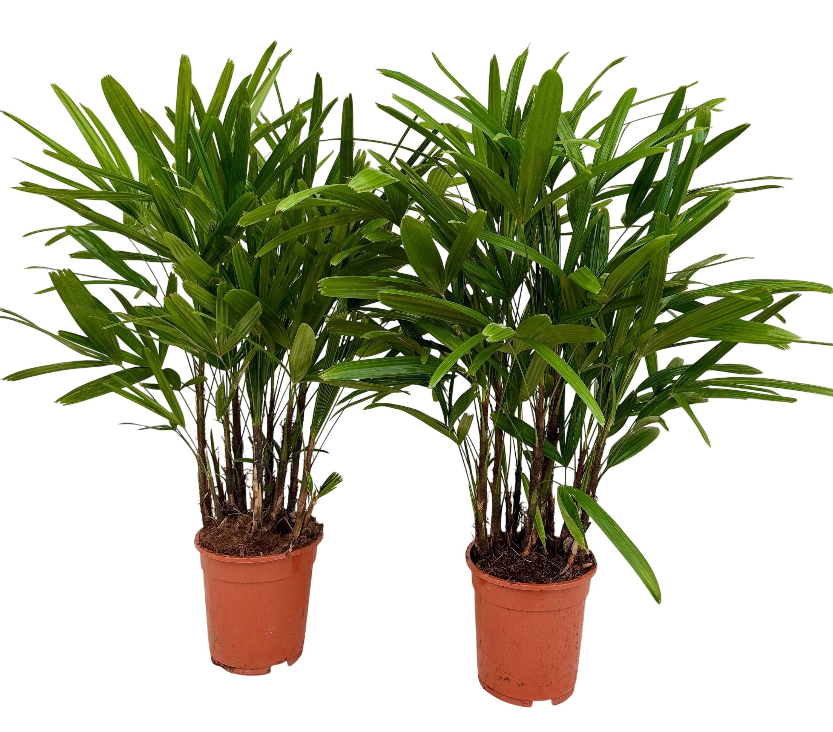 Rhapis excelsa P19, D 19