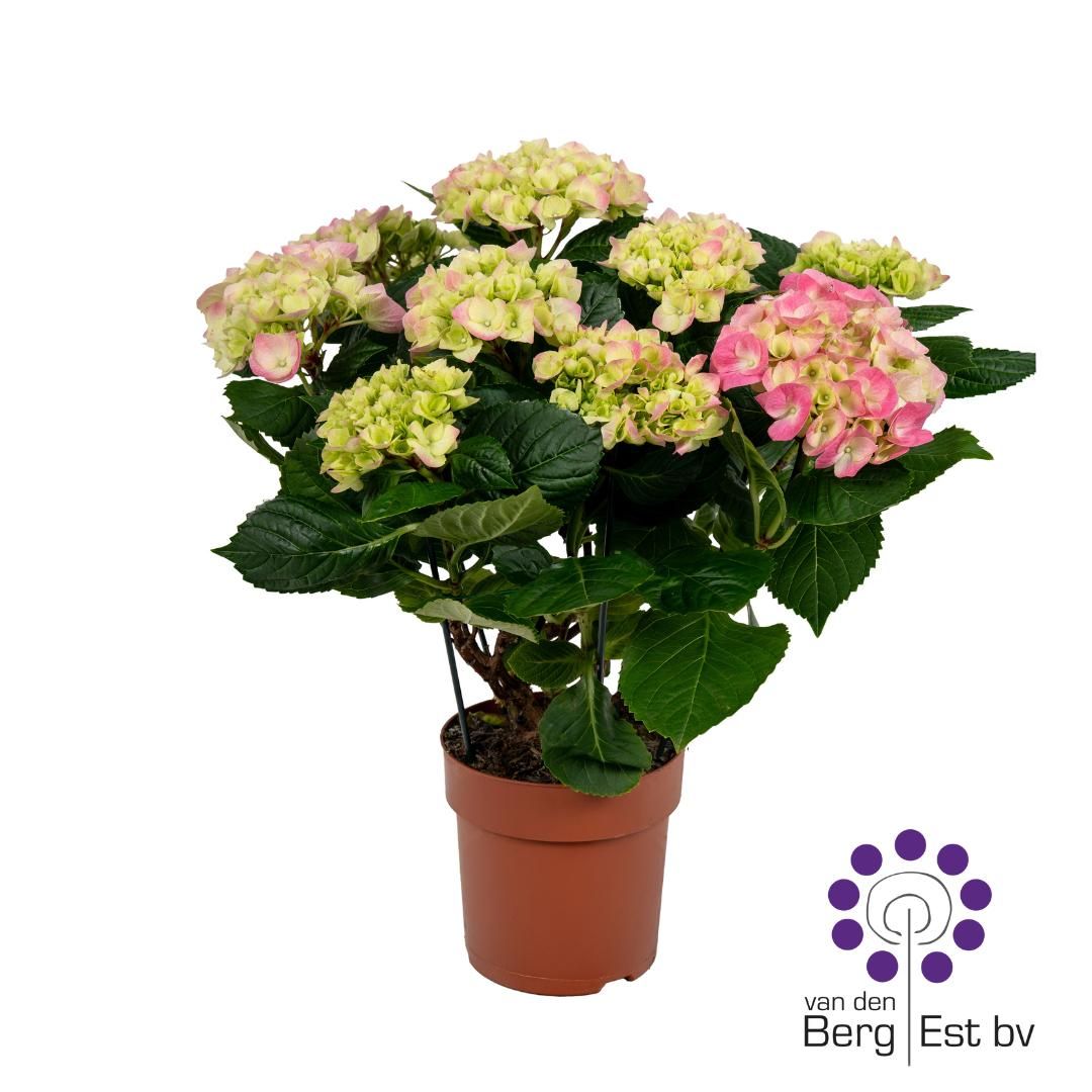 Hydrangea pink 7/8 flowers, D 14