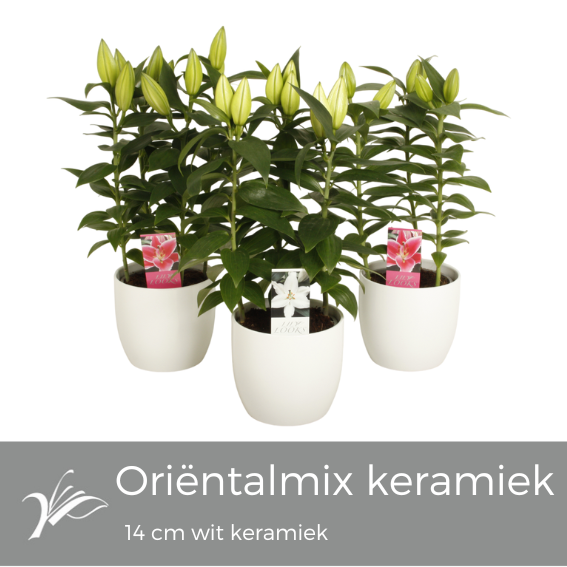 Lilium oriëntal mix 'wit keramiek' (or. lelie), D 14