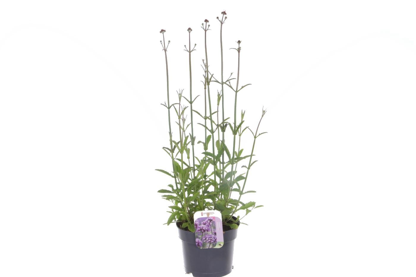 Verbena bonariensis Bonnie Blue, D 17