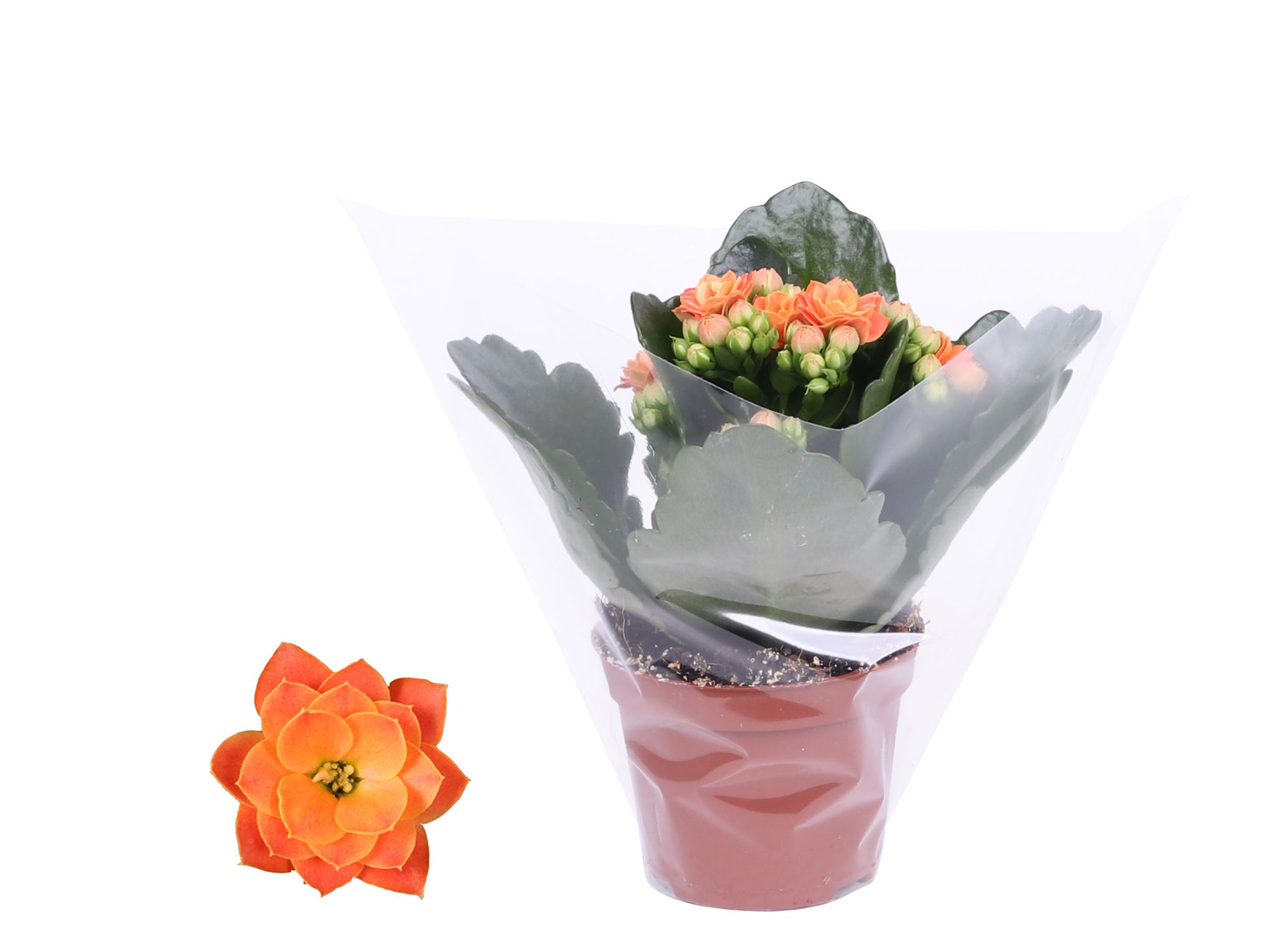 Kalanchoe Rosalina 06cm Don Pedro oranje, Blanco hoes, D 6