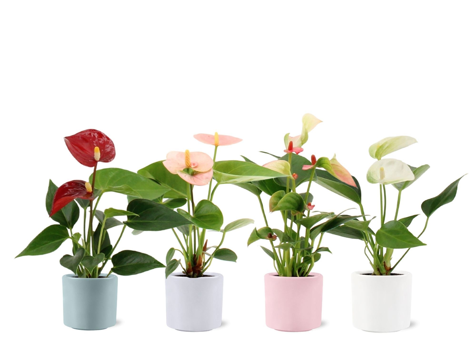 Anthurium 6 cm 4 color mix in Eva spring ceramics, D 6