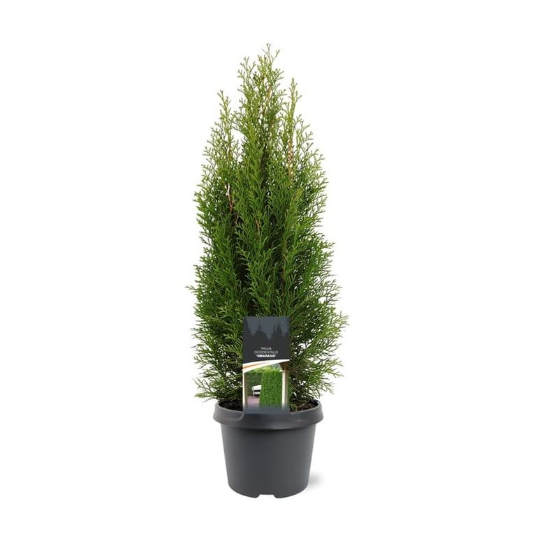 Thuja occidentalis 'Smaragd', D 19
