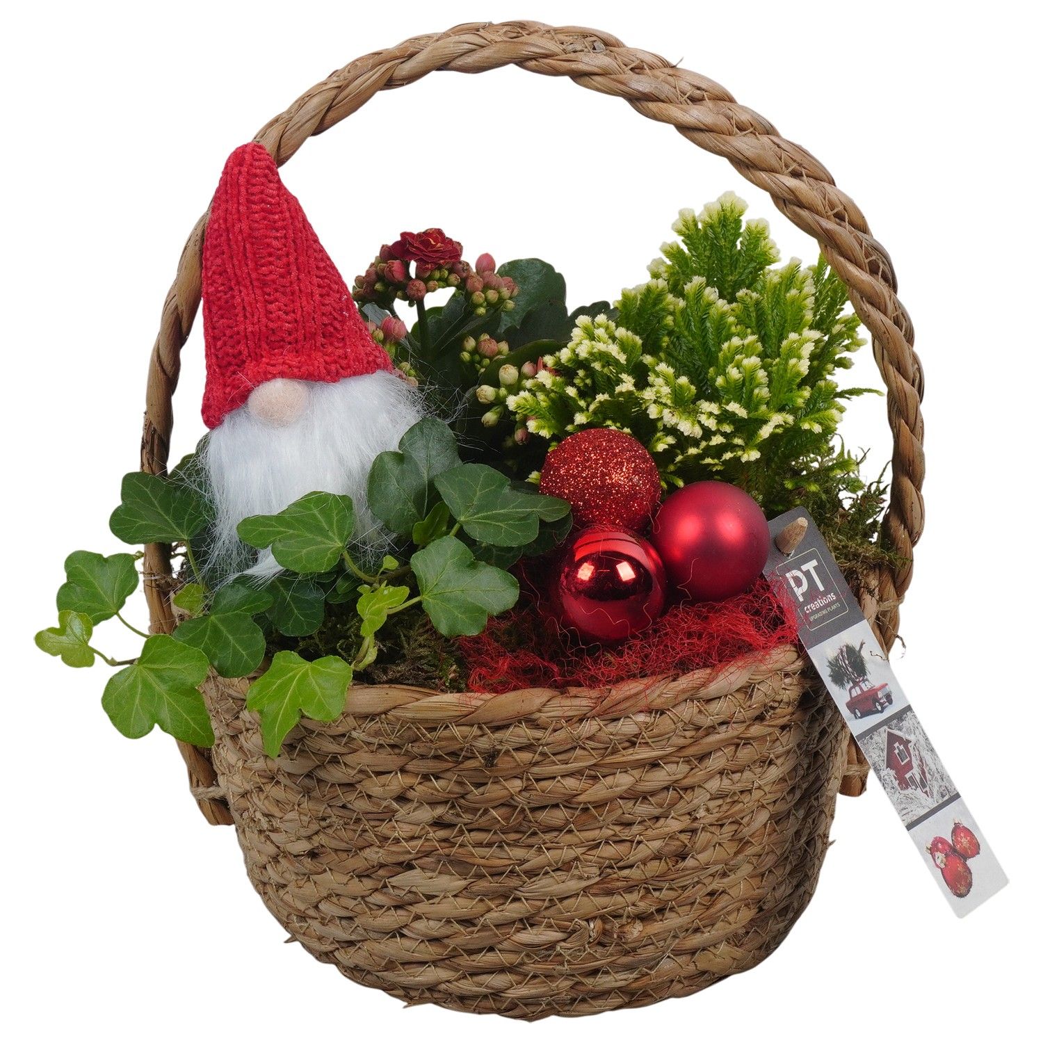 PTCHR7373 Arrangement Christmas Red in rieten mand, D 18 cm