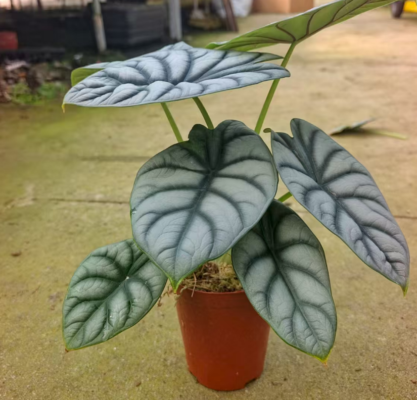 Алоказия сильвер драгон 10 28