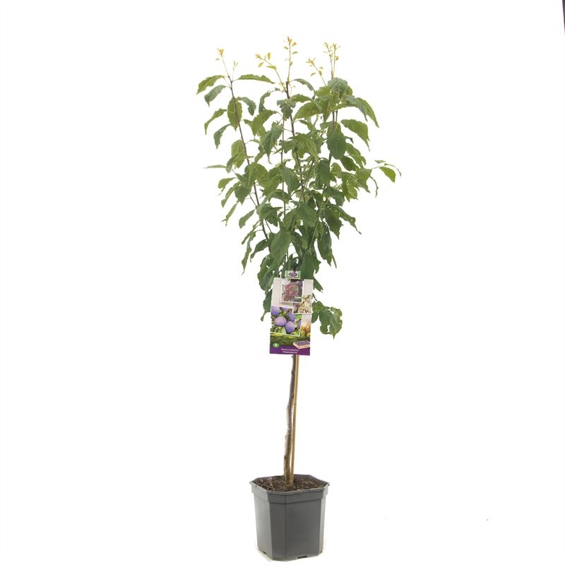 Prunus dom. Hauszwetsche laagstam Donkerblauwe pruim, D 24