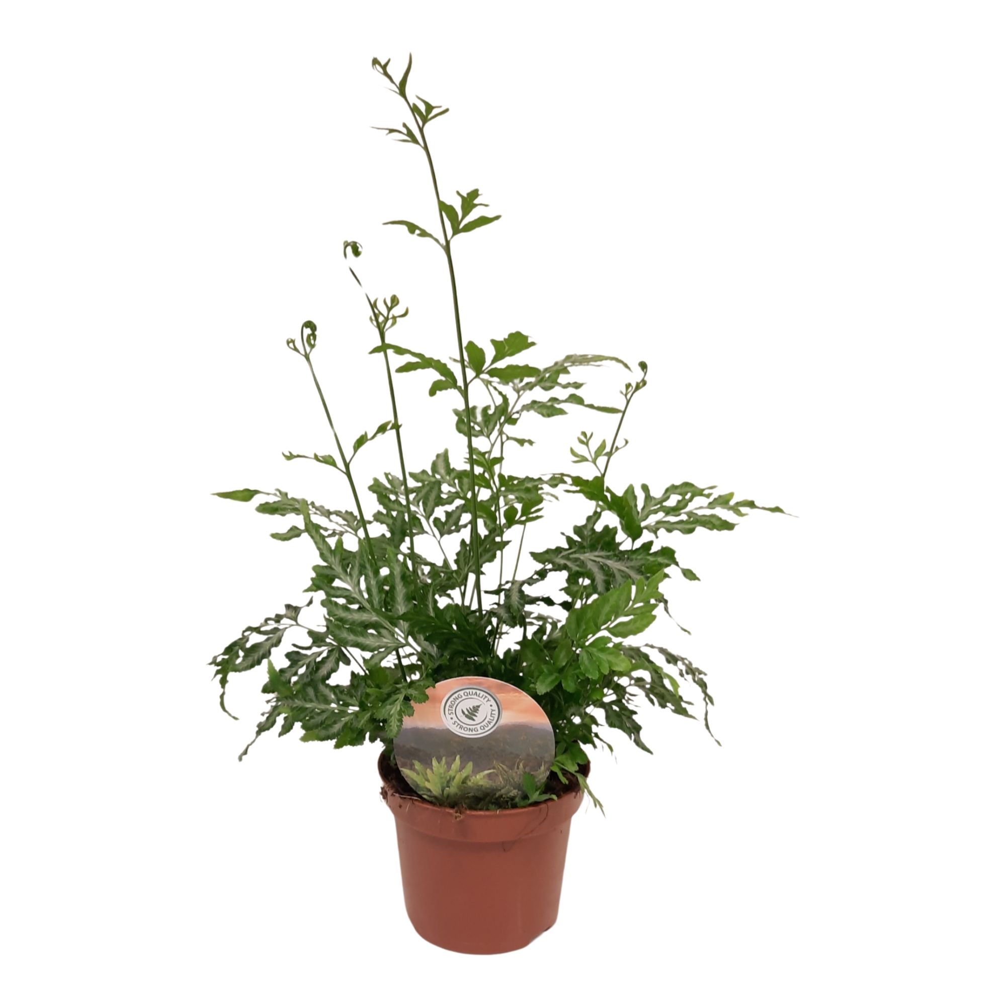 Pteris evergemiensis, D 9