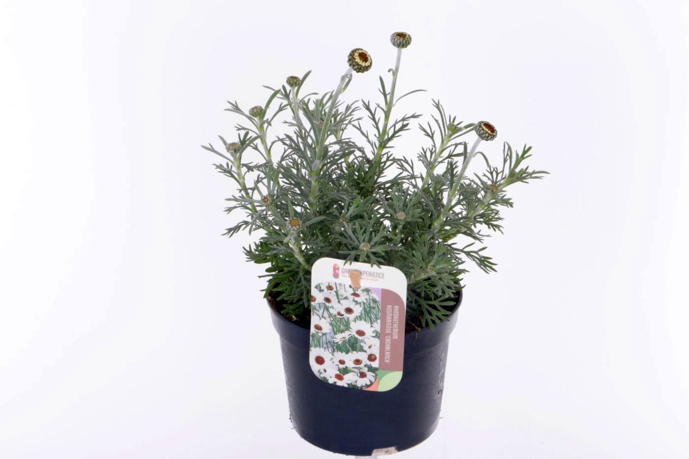 Rhodanthemum Casablanca, D 13