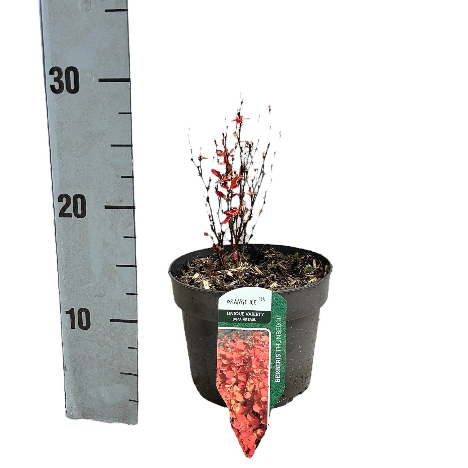 Berberis thunbergii 'Orange Ice', D 17